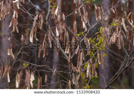 dry acacia branch in the forest