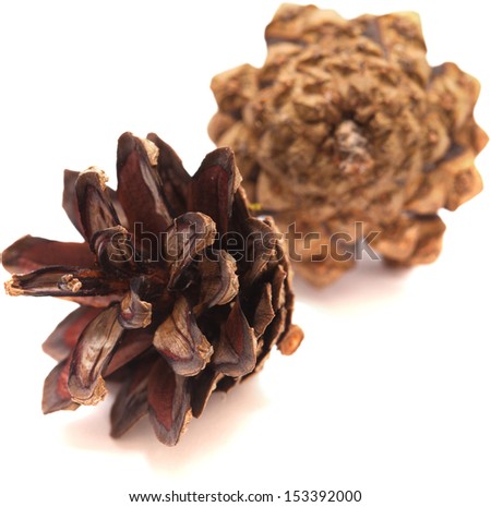 pine cone isolated