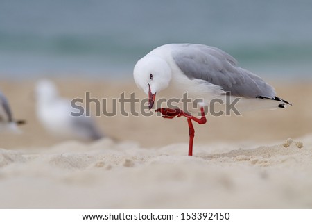 seagull in action