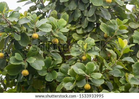 Yellow fruit and green leaves.