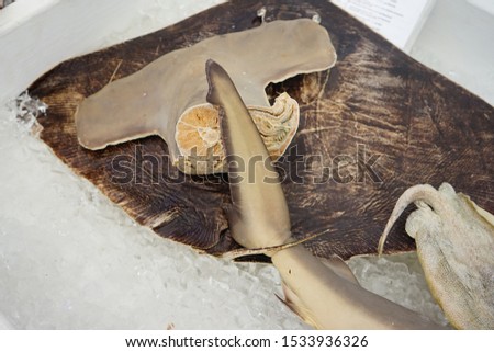 Shark tail specimen on ice