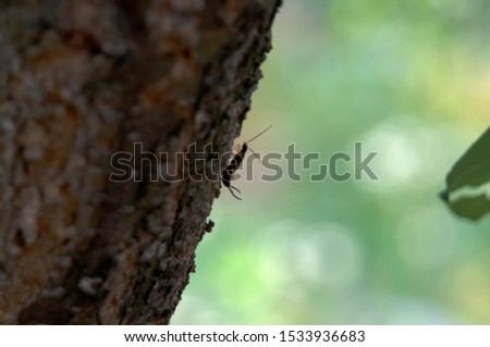 
earwig creeping on a tree