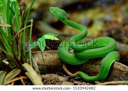 Asian or Green pit vipers (Trimeresurus Viperidae) beautiful little green snake with big head and brown tail sleeping on tree root ready to bite