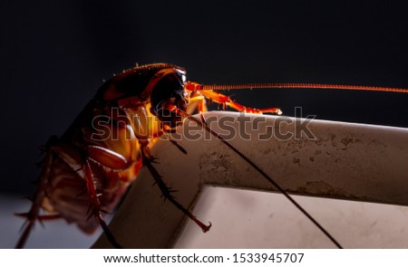 Close up of red female cockroachcockroach at night.