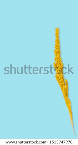 Yellow Dry grass flower on blue pastel  background for wallpaper background and write note.