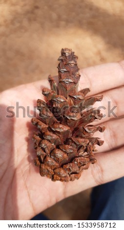 nature pine fruit Conifer cone in hand with forest background jungle