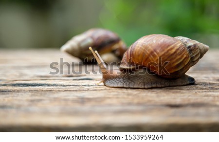 snail is crawling on the old wood