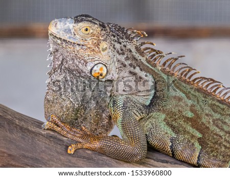Closeup face of chameleon.