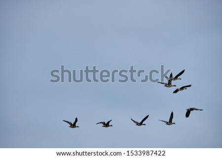 Wild geese on the flight south?