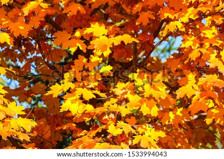 Colorful beautiful maple leaves in autumn, St-Bruno, Quebec, Canada