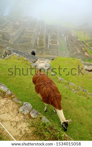 Llama grazing on the ancient agricultural terrace in Machu Picchu Inca citadel, Cusco region, Peru