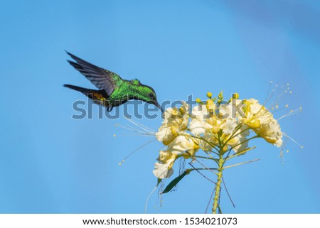 A Copper-rumped Hummingbird feeding on a bunch of Pride of Barbados flowers on a clear day.