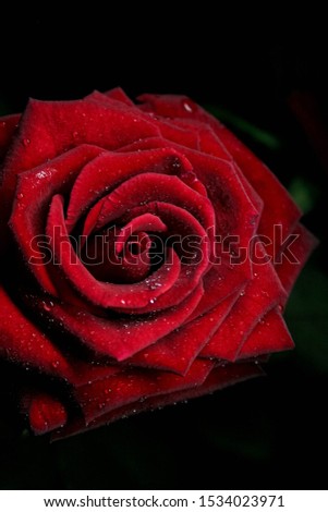 Red roses on black background 