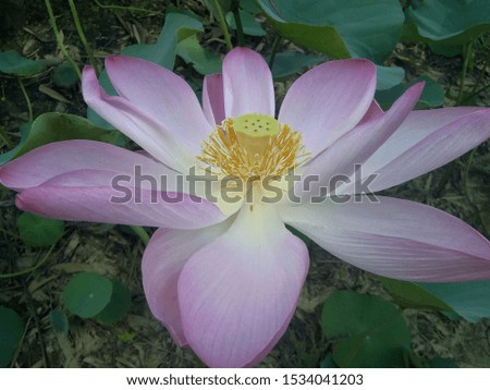 this is picture of Indian lily