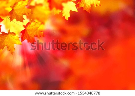 autumn landscape with bright colorful leaves. Indian summer. foliage