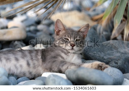 Wild adult cat living in Cyprus. Cute, soft and furry cat in colors: white, black and grey stripes. This cat is laying on the ground looking tired. Pebble stone background. Closeup color image.