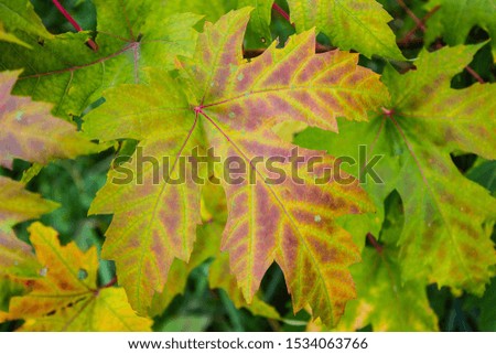 autumn green, red and yellow golden leaves, autumn background, close up macro, copy space 