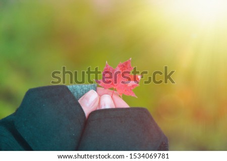 Autumn. A woman's hands hold a small leaf of red maple in her fingers, against a blurred background of green grass. Light