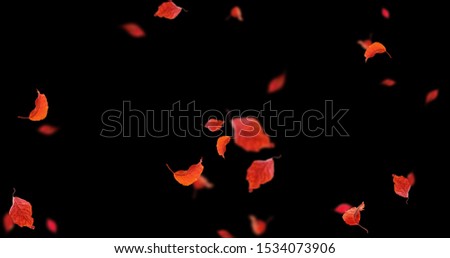 Autumn leaves Stock Image In Black Background
