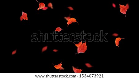 Autumn leaves Stock Image In Black Background