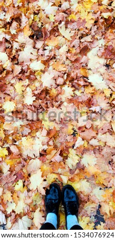 women girl shoes on bright yellow maple leaves on the ground background wet after rain picture