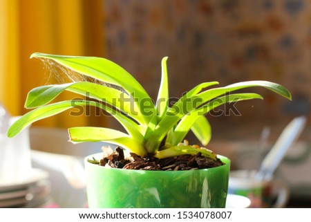 Plant Orchid in a pot without a flower in autumn Indian summer