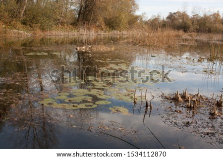 Autumn landscape with plant of cattail on the lake