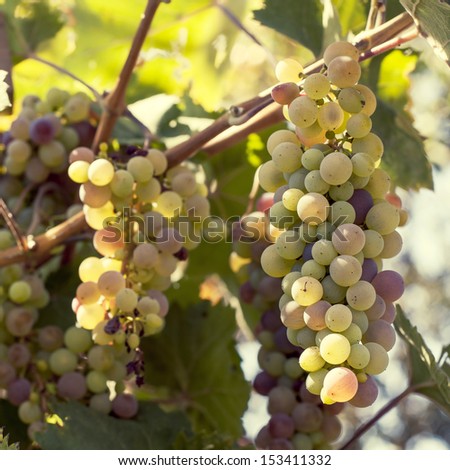  Close-up of a bunch of grapes on grapevine in vineyard. Shallow DOF