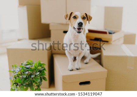 Funny dog sits on carton boxes, green indoor plant near, relocates in new modern apartment, has brown ears, white fur, happy to live in expensive house. Animals, moving day and housing concept Royalty-Free Stock Photo #1534119047