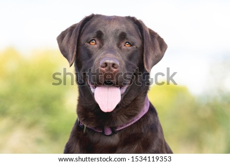 Portrait of a beautiful dog Royalty-Free Stock Photo #1534119353