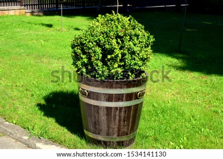 A wooden flower pot with metal decorations looking like an old-fashioned barrel with a big shrub with many green leaves growing inside it seen in a public park on a sunny summer day in Poland