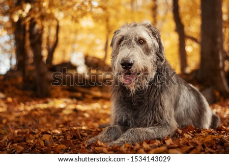 Irish Wolfhound. Giant gray dog with tongue out lying in fallen leaves with autumn golden bokeh in background.
 Royalty-Free Stock Photo #1534143029