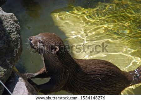 Otter in water swimming and playing