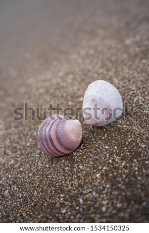 Shell in the sand on a sunny day