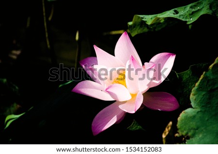 lotus's and the leaves, light up under the sun light and show in the dark