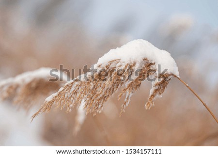 Spikelets of reed covered in snow on a frozen lake. Winter season, january.