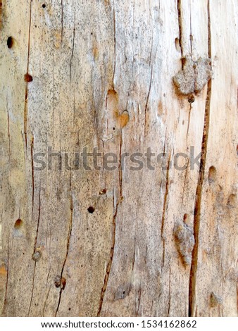 Wood texture. Close up of damage done by bark beetle. Patterns made by bark beetles and bugs. Vertical composition. Royalty-Free Stock Photo #1534162862