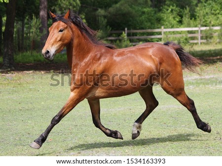 bay hackney pony extended trot  Royalty-Free Stock Photo #1534163393