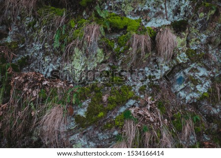 Natural green moss on stone