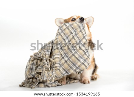 Funny dog picture. Welsh corgi pulling and dragging blanket. Isolated on white, copy space.