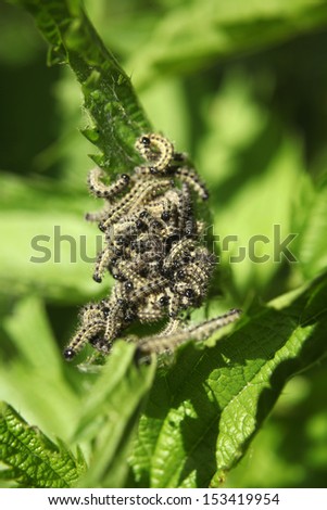 Caterpillars of a Small Tortoiseshell on a Stinging Nettle, a vertical picture