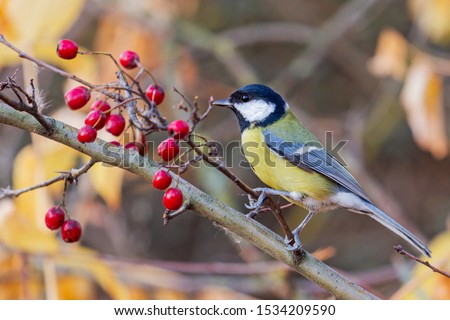 great tit sits on a branch with red berries