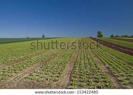 salad field
