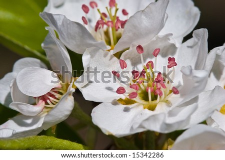 spring series: apple tree bloom macro picture