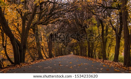 Scenic alley in the Oliwa park in autumn scenery. Straight from fantasy books.