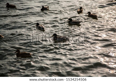Flock of wild ducks on the water 