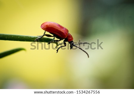 close up of a little Scarlet fire beetle Royalty-Free Stock Photo #1534267556