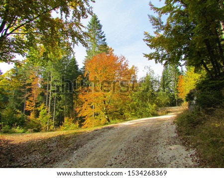Bright colorful beech tree next to a gravel road with yellow and orange foliage in Slovenia