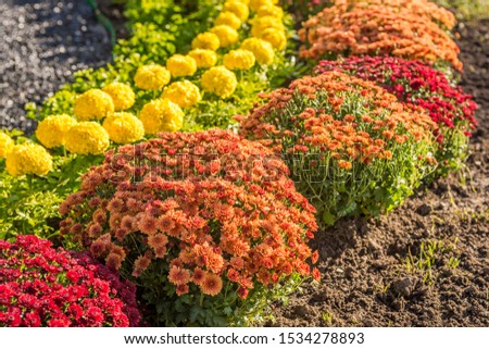 Beautiful flowers of chrysanthemums. Flowers in the garden. Beautiful of flowers background.