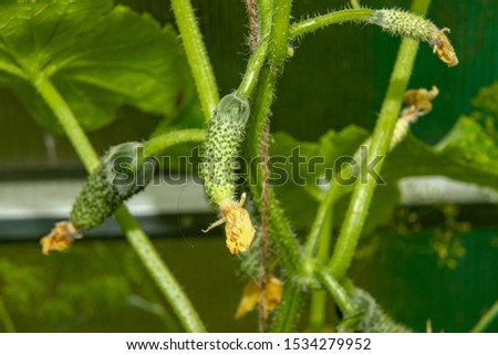 Young green cucumber dimpled on the Bush with a yellow flower